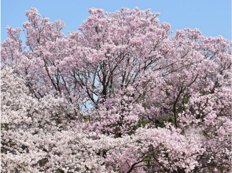 皇室ゆかりの３つの庭園桜めぐり＆完全予約制の皇居三の丸尚蔵館見学バスツアー　～歌舞伎座レストランでのお食事付き～【029029‐1072】の紹介画像