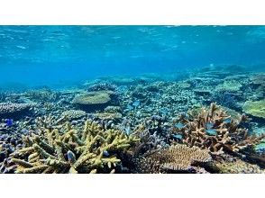 【超高画質水中カメラ撮影無料！】秘境洞窟とプライベートビーチシュノーケルツアー！（1組限定)※宮古島を楽しめる各プランあります。