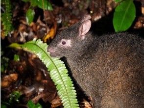 【鹿児島・奄美】＜カメラの大好きな方向けのツアー＞希少なアマミノクロウサギを撮影できる奄美ミッドナイトツアー（2025/1/1〜）