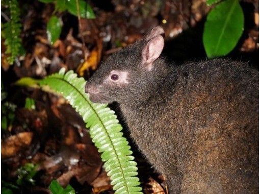 【鹿児島・奄美】＜カメラの大好きな方向けのツアー＞希少なアマミノクロウサギを撮影できる奄美ミッドナイトツアー（2025/1/1〜）の画像