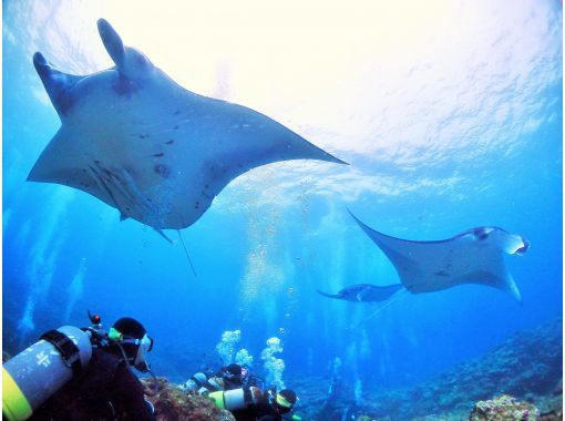 [Okinawa, Ishigaki Island] "Premium Manta Course" where you can meet manta rays with two trial dives! Ages 10 and up!の画像