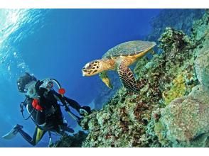 [Half-day trip to Ishigaki Island] Beginners welcome!! Experience diving and snorkeling ♪ Chance to meet sea turtles and manta rays! Free video and photo gifts