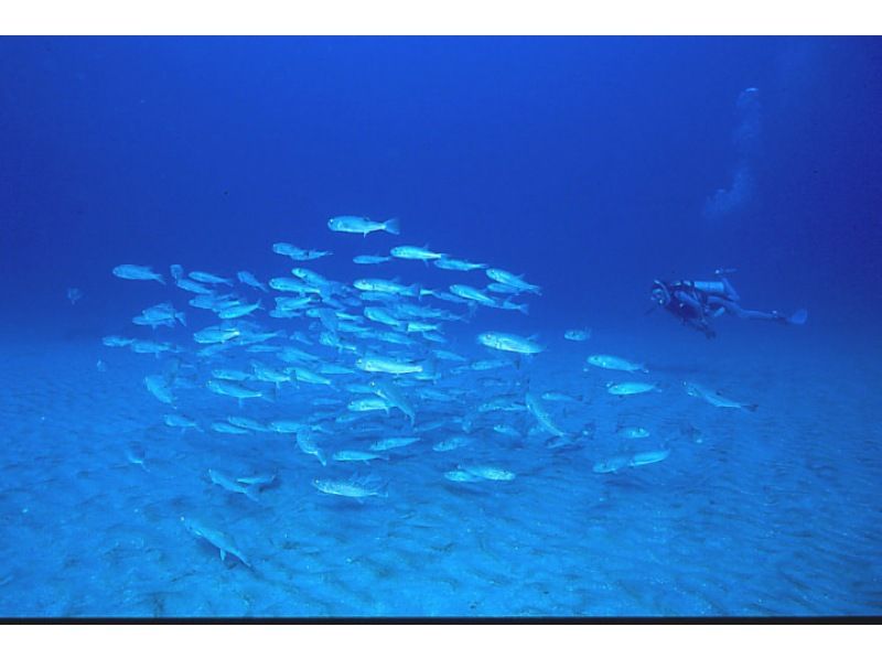 [跳水在東京和Kozushima]享受Kozushima海從船2風扇潛水！の紹介画像