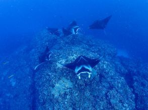 【沖縄・石垣島】マンタ半日シュノーケリング《防水カメラレンタル無料》