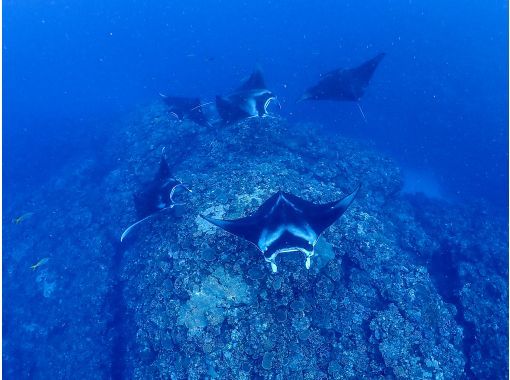 【沖縄・石垣島】マンタ半日シュノーケリング《防水カメラレンタル無料》：マンタシュノーの画像