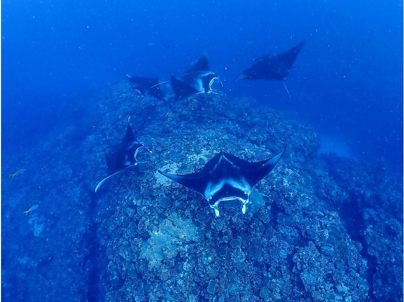 【沖縄・石垣島】マンタ半日シュノーケリング《防水カメラレンタル無料》の紹介画像