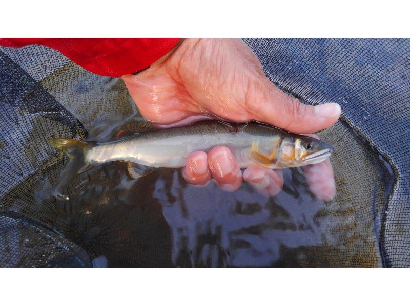 【新潟・糸魚川】初めての鮎の友釣りに挑戦。興味が湧いたら始めてみよう！天然遡上100％河川でワンツーマンレッスン。の紹介画像