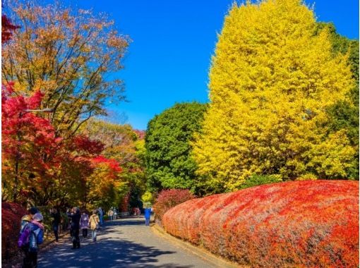 開館50周年！迎賓館赤坂離宮本館内部見学＆東京5大紅葉とイルミネーションめぐりバスツアー　～まい泉のカツサンド付～【029029-863】の画像