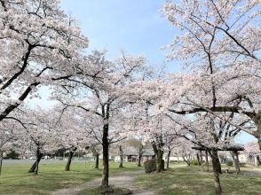 大型バスでは行く事が出来ない秘境！桜咲く「竹寺」＆竹の器で愉しむ精進料理 桜と菜の花の共演 巾着田・天覧山桜めぐり【029029-567】