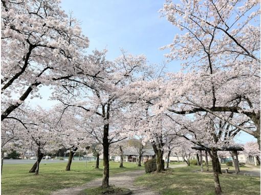 大型バスでは行く事が出来ない秘境！桜咲く「竹寺」＆竹の器で愉しむ精進料理 桜と菜の花の共演 巾着田・天覧山桜めぐり【029029-567】の画像