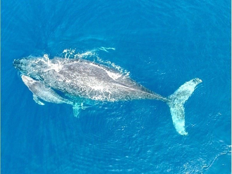 【沖縄・北谷発・半日】～ホエールウォッチングツアー～1日2便運行★20,000名の乗船実績！の紹介画像