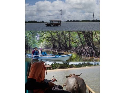 [Iriomote Island/1 day] Nakama River mangrove canoe & Yubu Island sightseeing Experience tour that adults and children can enjoy togetherの画像