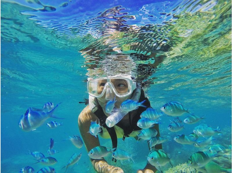 [Okinawa, Kerama] OK for ages 6 and up! Half-day snorkeling tour with a 20-minute trip to Kuefu Island on our own boat!の紹介画像