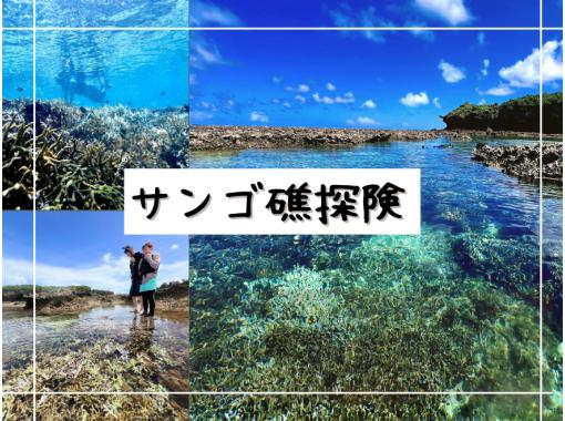 【沖縄・久米島】サンゴ礁探険　磯の自然観察&水中観察［現地集合プラン］の画像