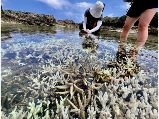 【沖縄・久米島】サンゴの森探検!! シュノーケリング&磯探検でサンゴの海を至近距離で体感　［現地集合プラン］の画像