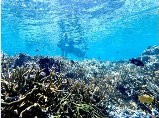 【沖縄・久米島】サンゴの森探検!! シュノーケリング&磯探検でサンゴの海を至近距離で体感　［現地集合プラン］の画像