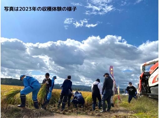 【秋田県横手市】秋田県発酵伝道士監修　あなたも蔵人！第１弾　酒米刈取り収穫体験（めんこいな純米酒720ml　お土産付き）の画像