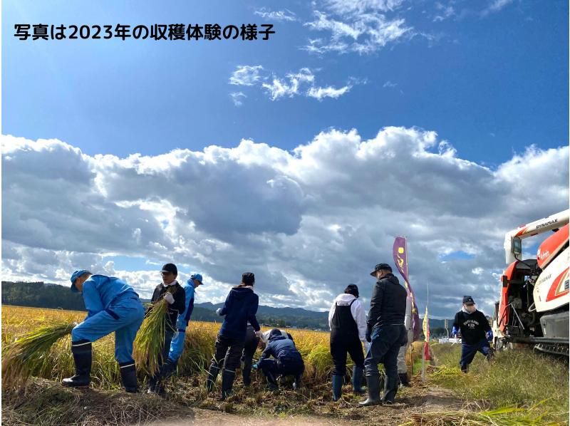 【秋田県横手市】秋田県発酵伝道士監修　あなたも蔵人！第１弾　酒米刈取り収穫体験（めんこいな純米酒720ml　お土産付き）の紹介画像