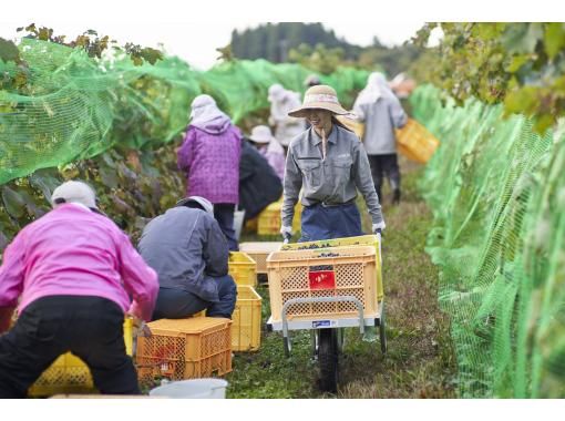 【秋田・白神山地】白神山地ワインのぶどう収穫体験！ワイン1本おみやげ付き♪の画像