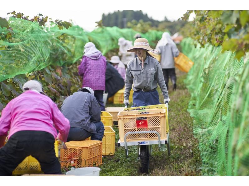 [Akita・Shirakami-Sanchi] Experience grape harvesting for Shirakami-Sanchi Wine! Comes with a bottle of wine as a souvenir♪の紹介画像