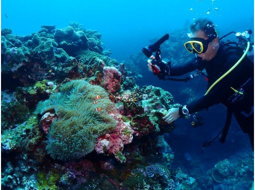 【沖縄・石垣島】1日コース水中写真に特化3ボートFUNダイビング・ウミガメ、マンタに会える海で遊び尽くす！の画像