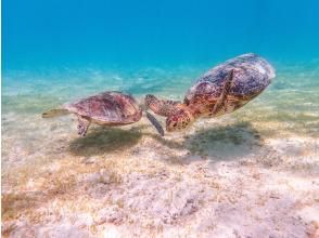 【宮古島・当日OK・１組限定貸切・プライベートツアー】ウミガメ遭遇率100％継続中！シュノーケリング〈写真データ無料プレゼント〉