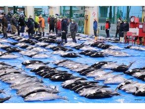 【和歌山・那智勝浦】「生まぐろ日本一の町！」生まぐろ競り市場プライベートガイドツアー