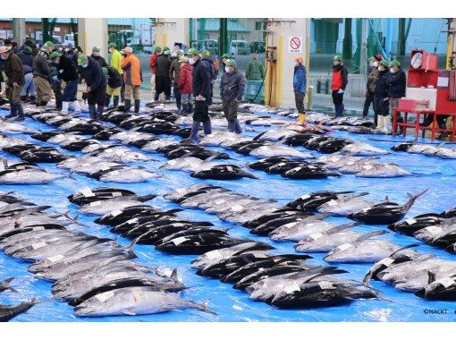 【和歌山・那智勝浦】「生まぐろ日本一の町！」生まぐろ競り市場ガイドツアーの画像