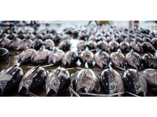 [Wakayama, Nachikatsuura] "The town with the best fresh tuna in Japan!" Private guided tour of the fresh tuna auction marketの画像