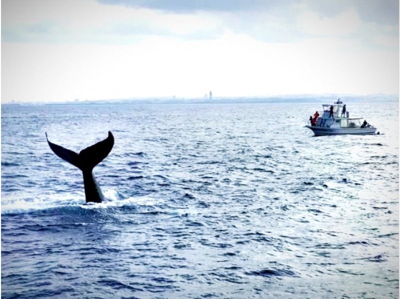 Search for whales in a comfortable, air-conditioned space! Half-day whale watching planの紹介画像