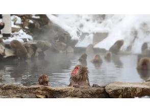 Zenkoji Premium Experience with Sightseeing <A: Snow Monkey Course>