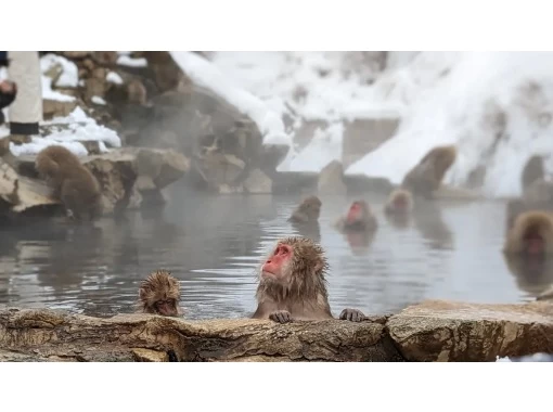 Zenkoji Premium Experience with Sightseeing <A: Snow Monkey Course>の画像