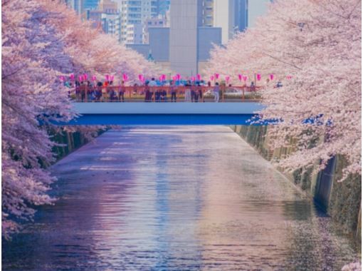 桜の庭園・高輪桜まつり＆目黒川桜のトンネル＆しだれ桜めぐりバスツアー～グランドプリンスホテル高輪にてランチ【029029‐1035】の画像