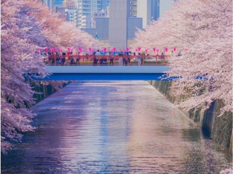 桜の庭園・高輪桜まつり＆目黒川桜のトンネル＆しだれ桜めぐりバスツアー～グランドプリンスホテル高輪にてランチ【029029‐1035】の紹介画像