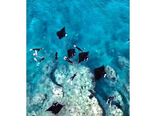 [Ishigaki Island] Skin diving and snorkeling with Manta Raysの画像