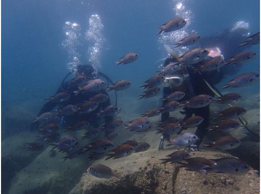 【静岡・沼津】穏やかな伊豆・大瀬崎の海で体験ダイビング 約2時間 安心して潜れる♪の画像