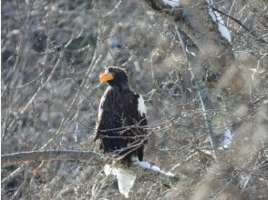 【北海道・千歳】プロガイドと行く千歳川周辺バードウォッチング