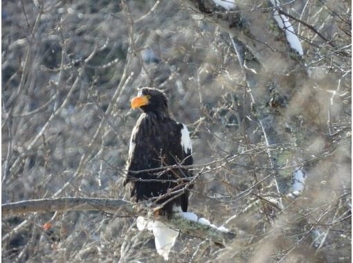 [Hokkaido, Chitose] Bird watching around the Chitose River with a professional guideの画像