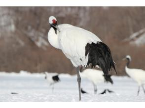 [Hokkaido, Kushiro] Touring the "Red-crowned Crane Akan Course" by Sightseeing Taxi (Winter Period)