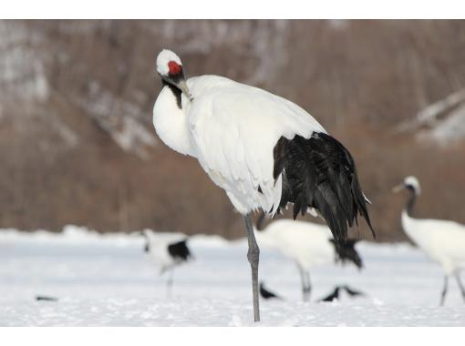 [Hokkaido, Kushiro] Touring the "Red-crowned Crane Akan Course" by Sightseeing Taxi (Winter Period)の画像