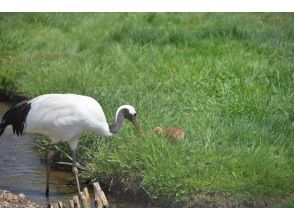 [Hokkaido, Kushiro] "Summer Red-Crane Course" Tour by Sightseeing Taxi