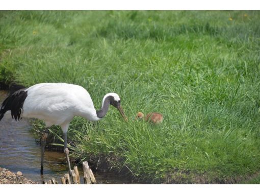 [Hokkaido, Kushiro] "Summer Red-Crane Course" Tour by Sightseeing Taxiの画像