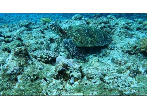 [Kumejima・Okunohama] Carpool! Snorkeling with a spectacular view guided by a local Uminchu! Mineral water included!の画像