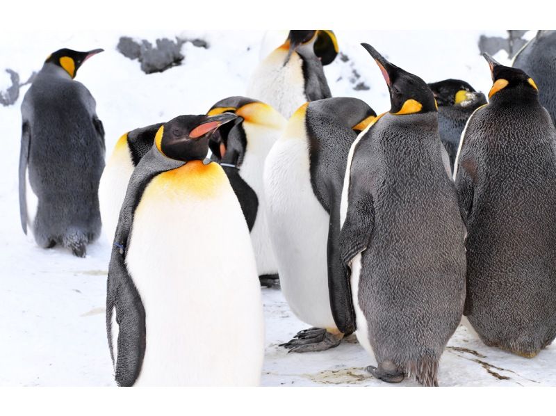 SALE！北海道 Dライン 旭山動物園 クリスマスツリー 白樫の滝 緑の池 日帰りツアーの紹介画像