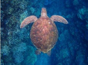 【沖縄・宜野湾】ウミガメに会えるかも！完全プライベートな海遊び！ボートシュノーケリング