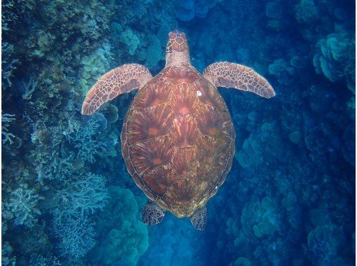 【沖縄・宜野湾】ウミガメに会えるかも！完全プライベートな海遊び！ボートシュノーケリングの画像