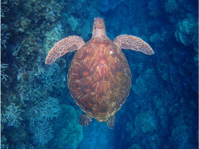 【沖縄・宜野湾】ウミガメに会えるかも！完全プライベートな海遊び！ボートシュノーケリングの紹介画像