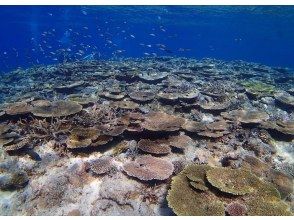 【沖縄・宜野湾】完全プライベートな海遊び！ボート体験ダイビング