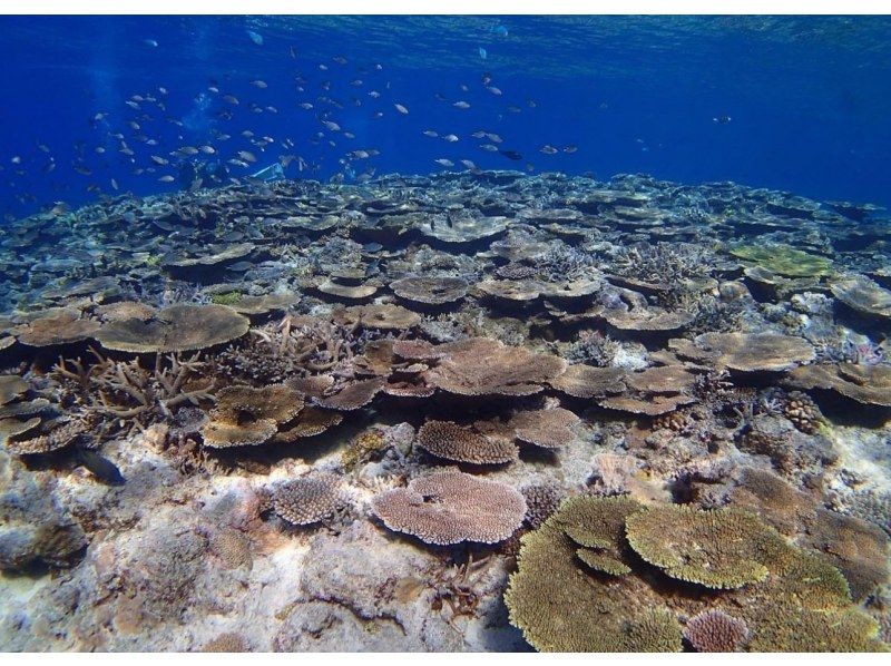 【沖縄・宜野湾】完全プライベートな海遊び！ボート体験ダイビングの紹介画像