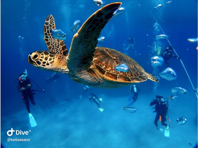 【沖縄・慶良間】ケラマ諸島を周遊しながらボート体験ダイビングの紹介画像